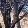 PYTHON CLIMBING UP TREE
