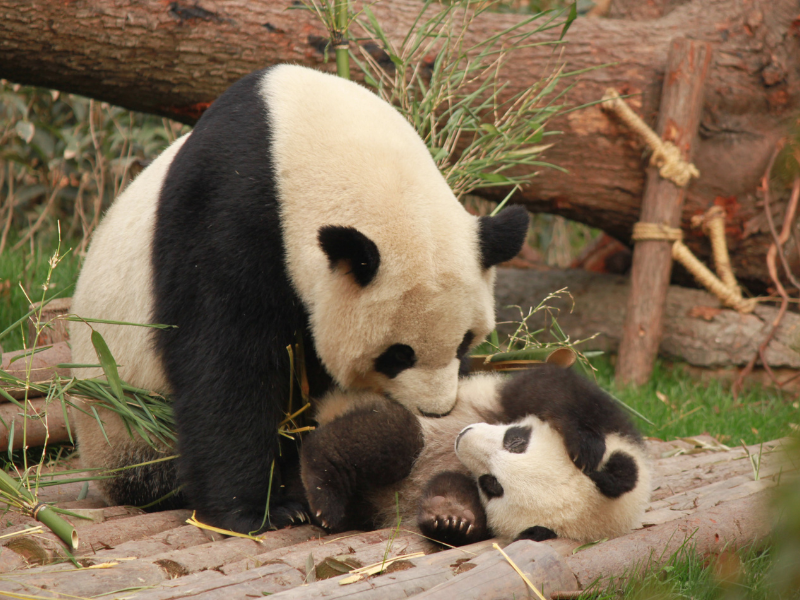 Panda and cub playing