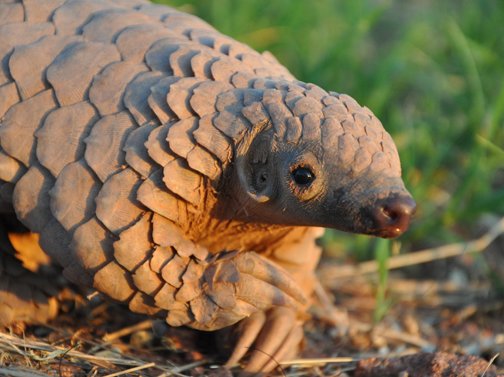 pangolin