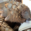 Pangolin Bafana rescued in Tzaneen