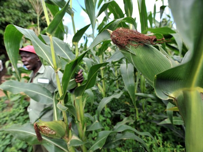 Maize crop