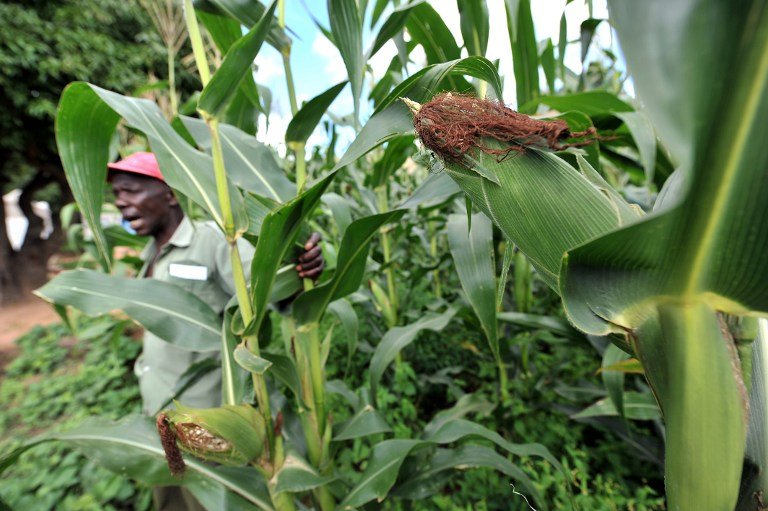 Maize crop