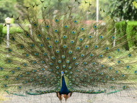 Indian YouTuber arrested after peacock curry video