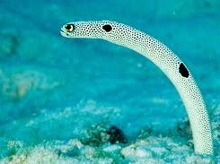 Phallic eel.jpg