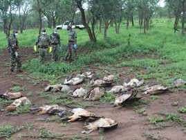 Vultures, five eagles dead following mass poisoning in KZN