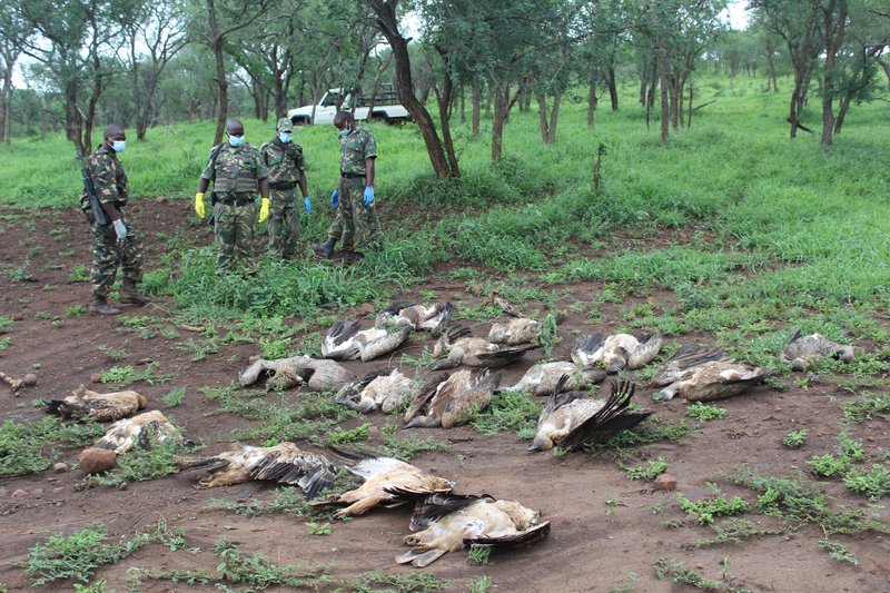 Vultures, five eagles dead following mass poisoning in KZN