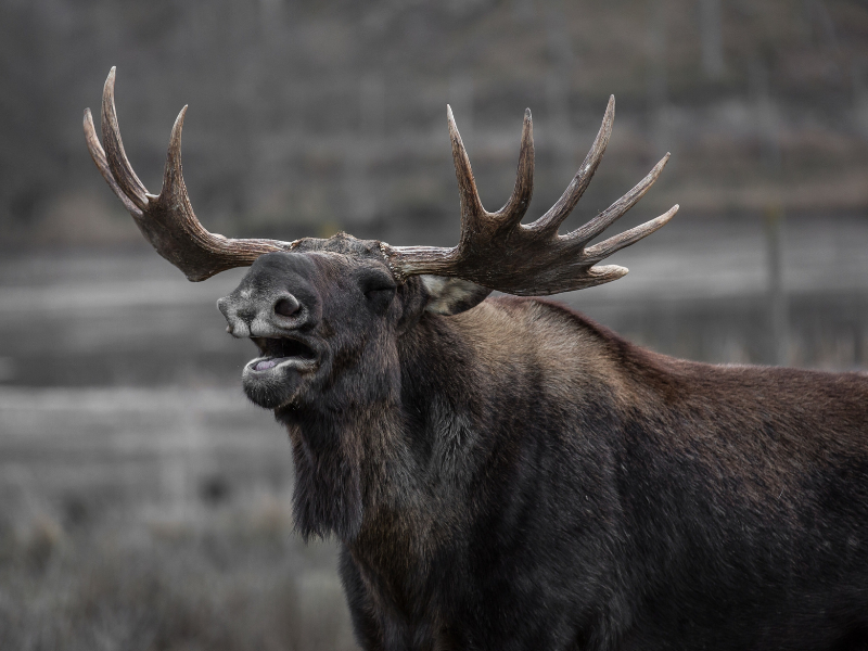 Photo of a brown Moose