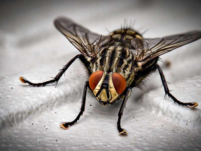 Photo of black fly