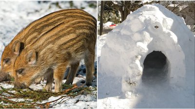 #GetFact'd: Wild pigs in Canada find extreme ways to stay warm - Vimarsana News