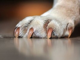 Dog claw