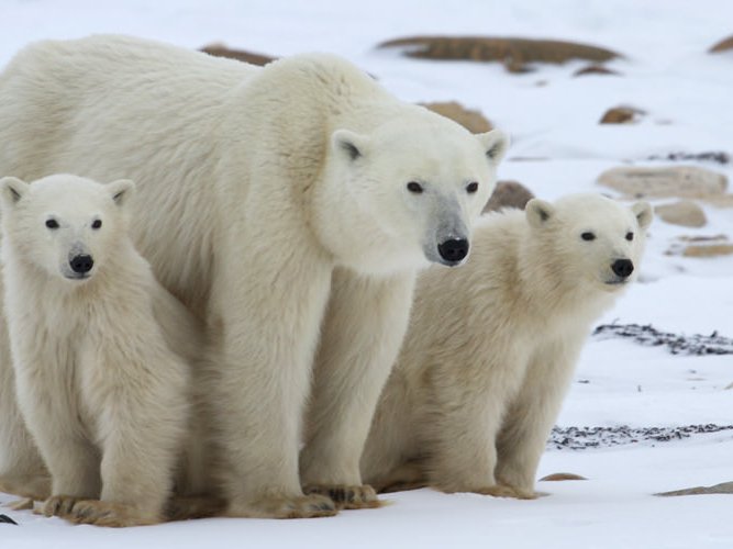 Polar bears