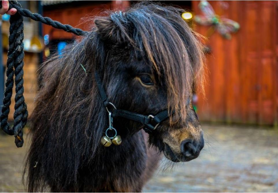 Patrick the Pony will be handed the Chain of Office to become Mayor of Cockington at the weekend.