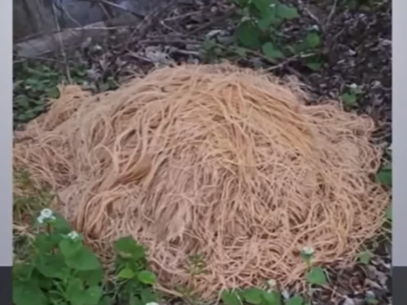 Pounds of spaghetti lying on the ground