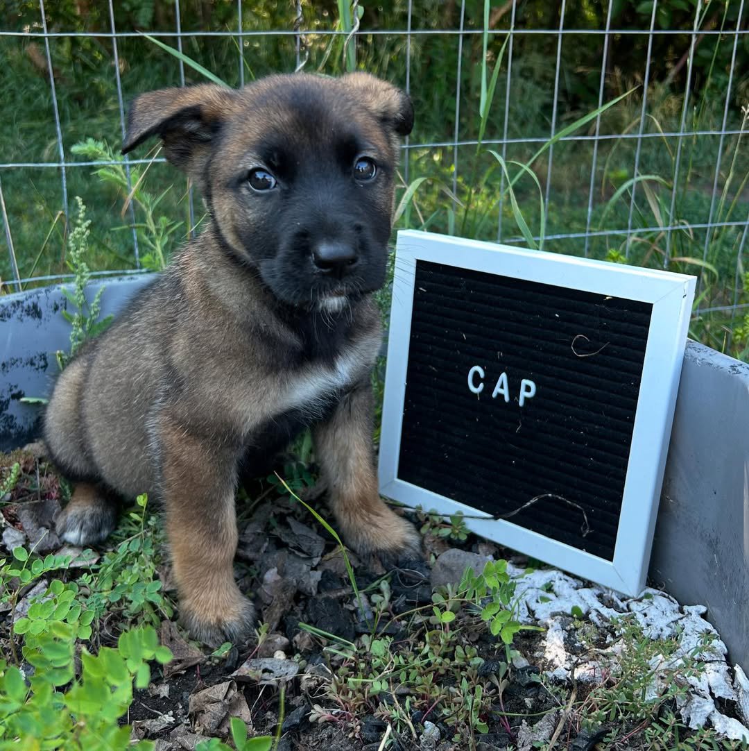 Cap puppy