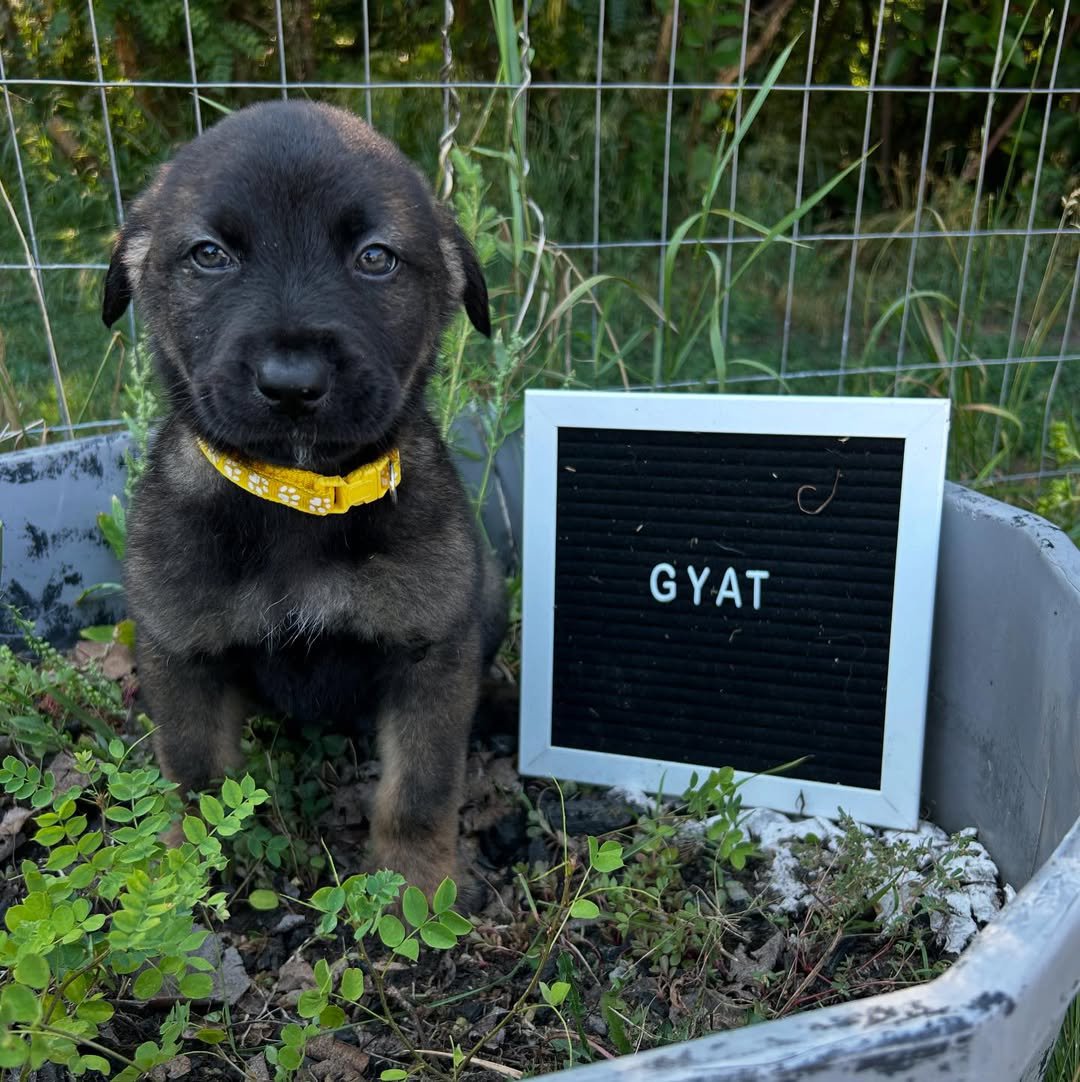 Gyat puppy