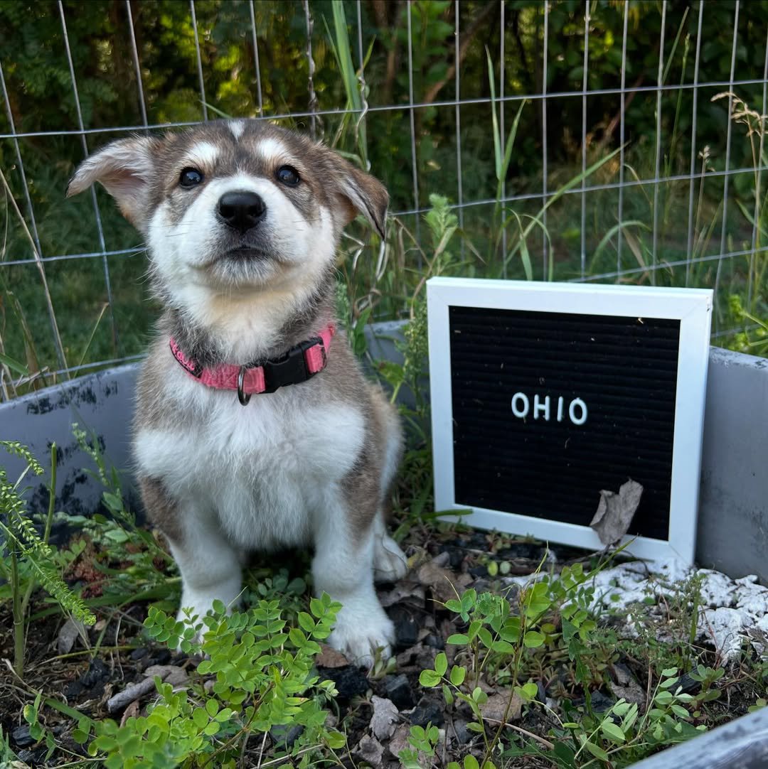 Ohio puppy