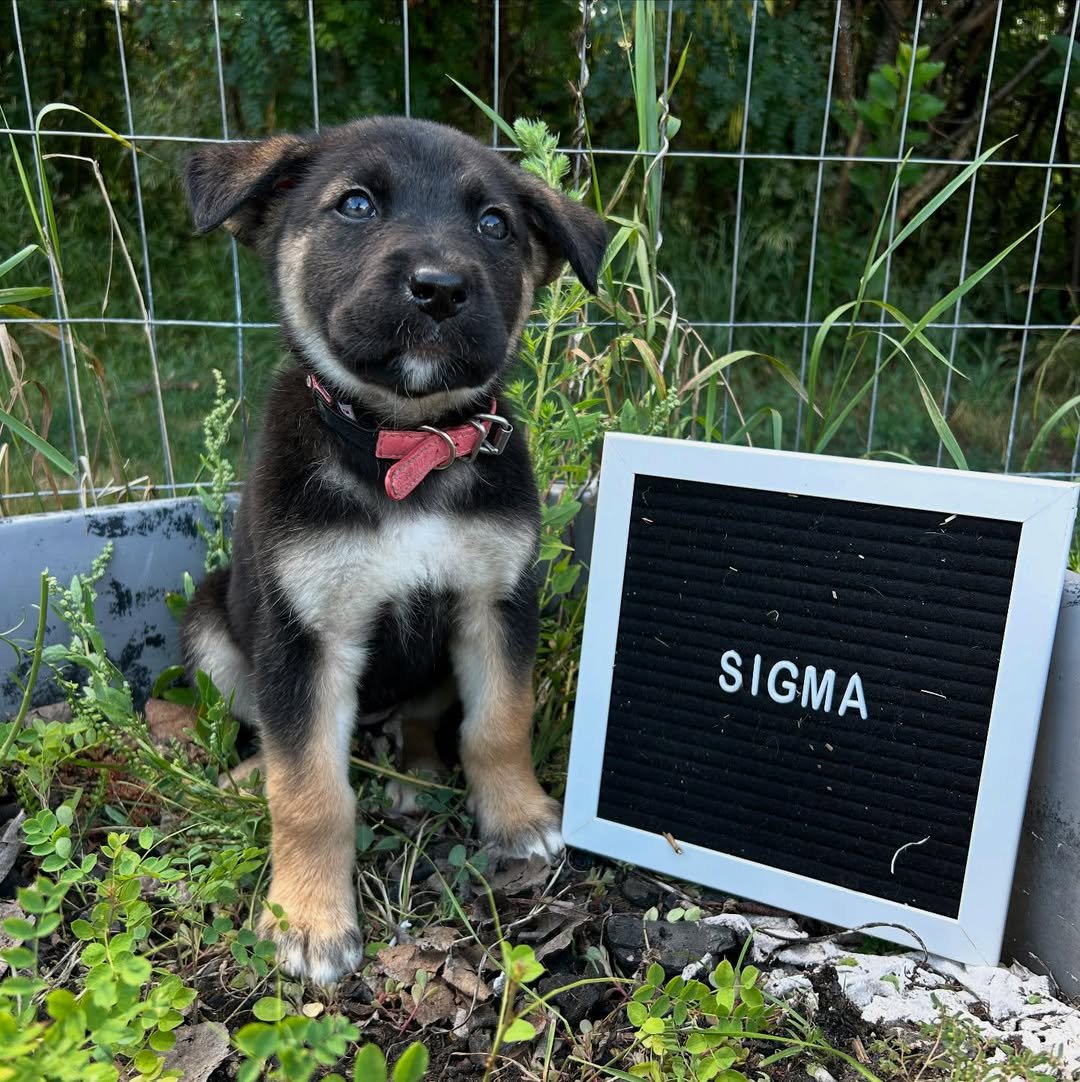 Sigma puppy