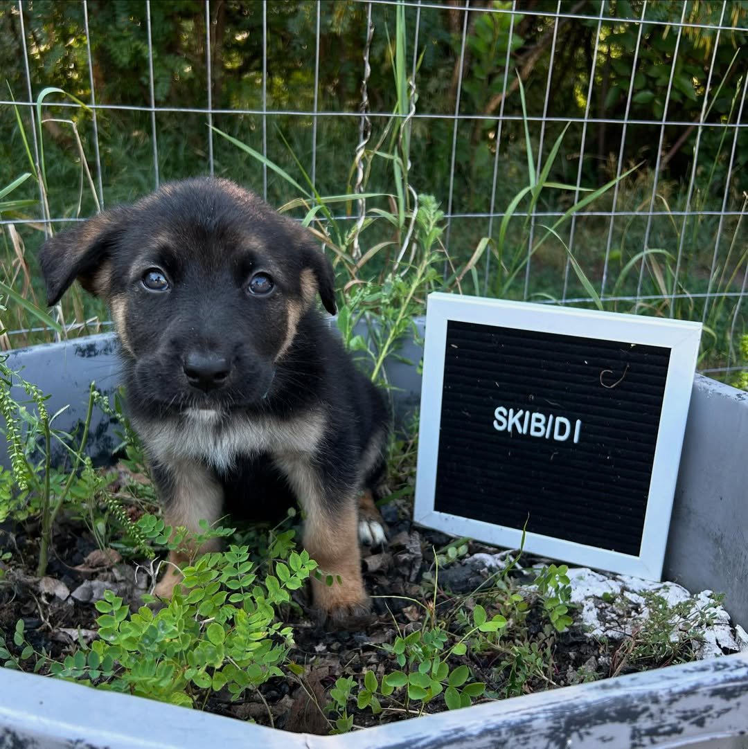 Skibidi puppy