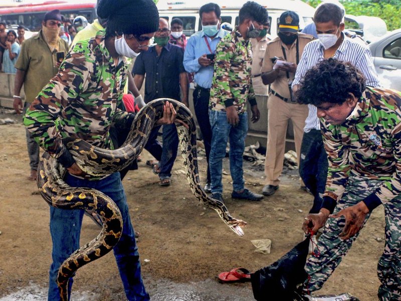Python rescued in Mumbai