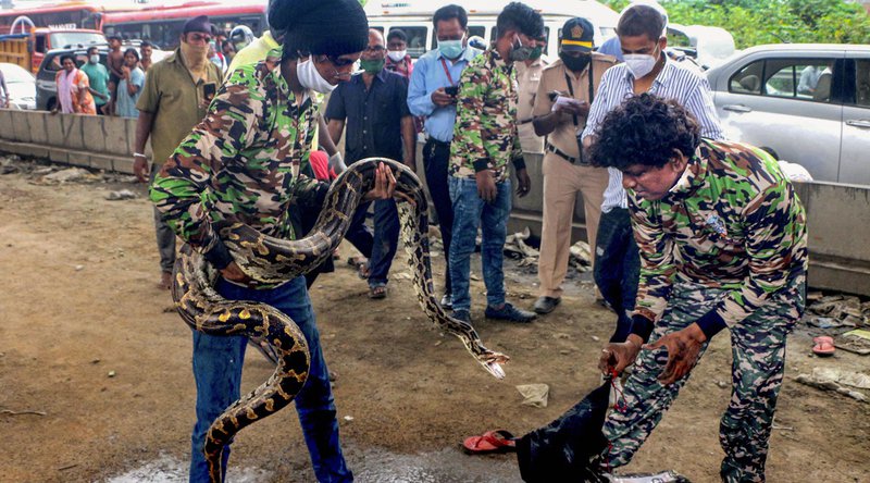 Python rescued in Mumbai