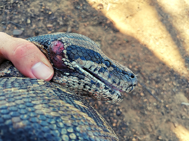 Python Snake Rescue