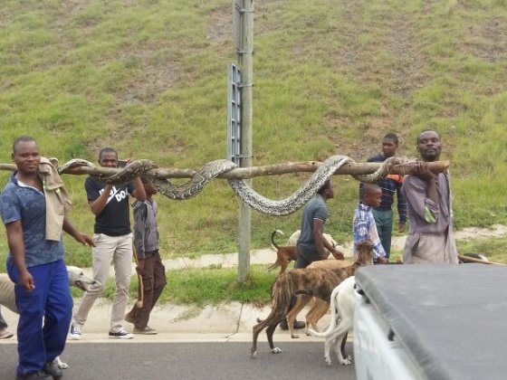 Python spotted on N2
