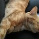 R10 000 reward for missing cat