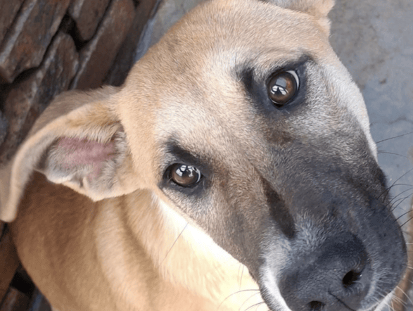 RANDWEST SPCA DOG