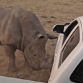 RHINO ATTACKING HILUX BAKKIE