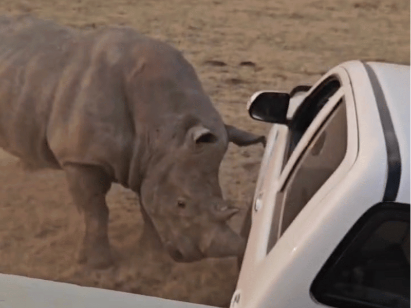 RHINO ATTACKING HILUX BAKKIE