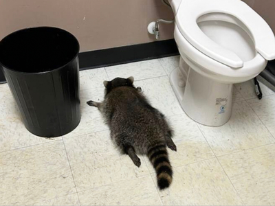 Virginia’s drunk raccoon has the internet howling