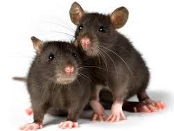 Rats.jpg