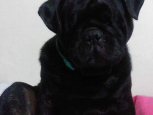 raven pug image one