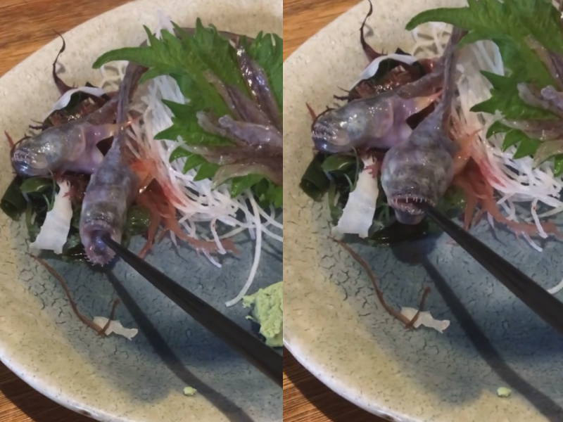 A raw fish comes alive on a plate and grabs a chopstick