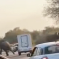 Reckless delivery driver nearly hits two elephants in Kruger
