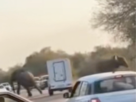 Reckless delivery driver nearly hits two elephants in Kruger