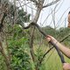 Nick Evans releases a Black Mamba