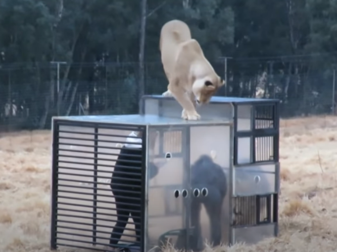 WATCH: Harrismith Lion Sanctuary is offering visitors a chance for lions to interact with you (in a cage...)