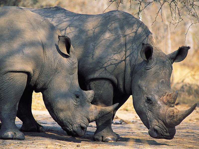 Rhino1.jpg