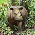 Delilah, a 7-year-old female rhino