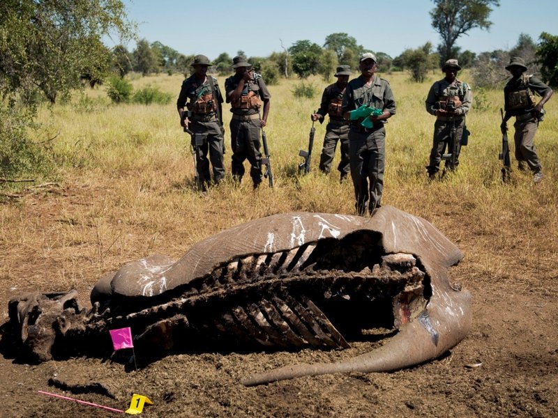 Rhino poachers.jpeg
