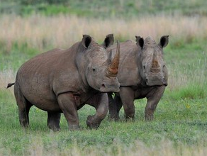 Rhino poaching.PNG