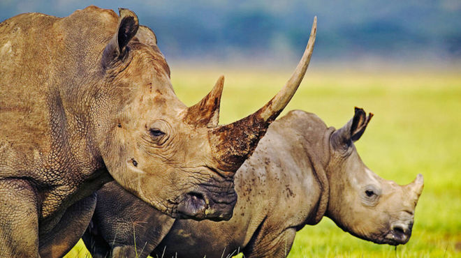 Rhinos