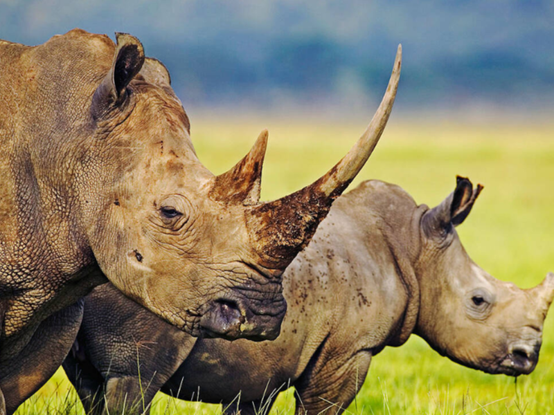 Rhinos