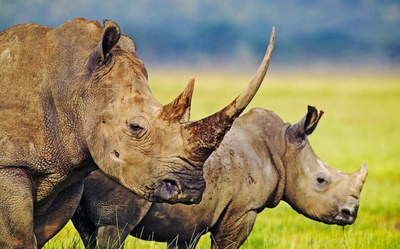Mastermind fined R2 million in ‘world's largest’ rhino horn trafficking case