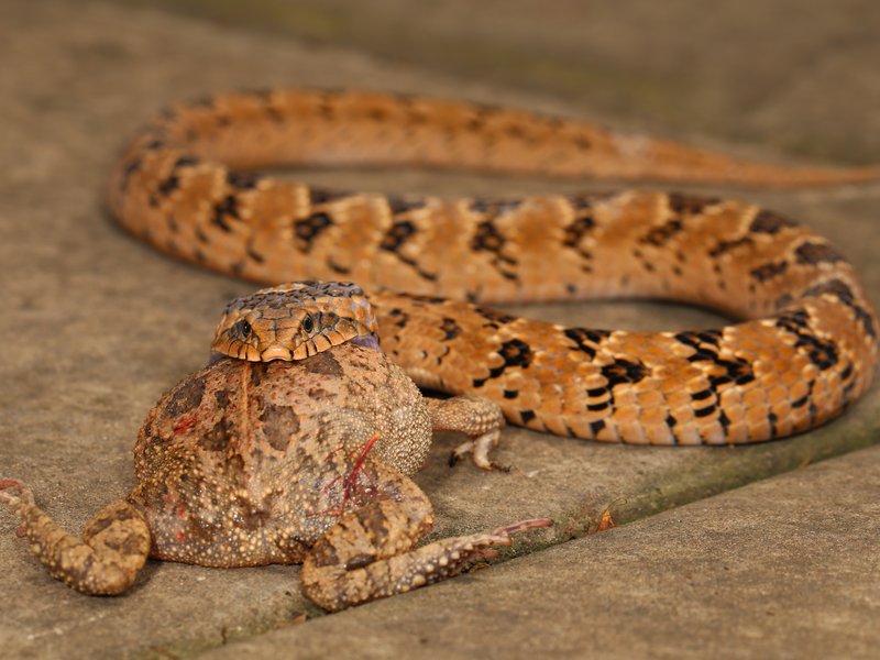 Rhombic Night Adder