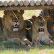 three lions at Rietvlei 