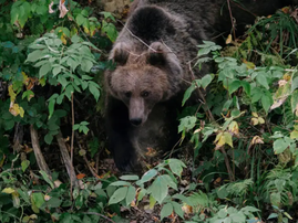 Brown bear
