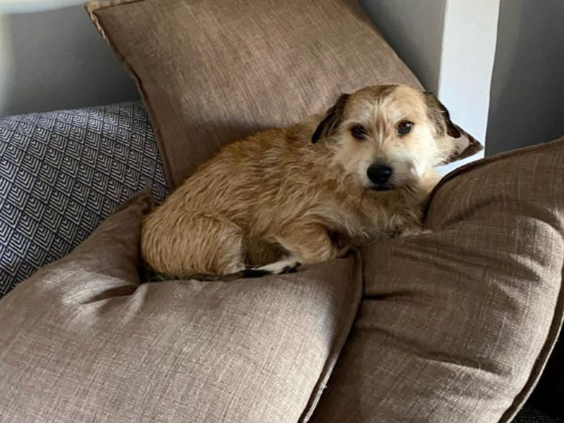 Rory Petzer's dog Pongo curled up in the couch