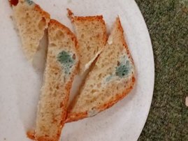 Rotten bread